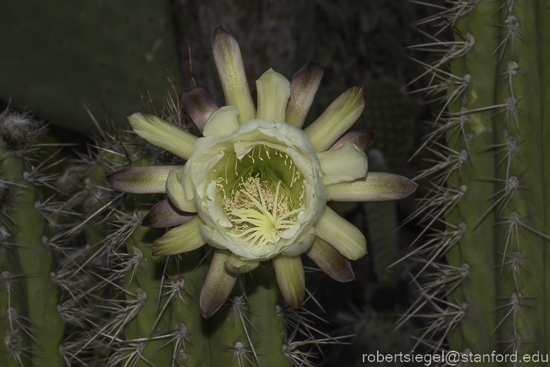 arizona garden